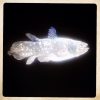 What is ‘back of the shed’? coelacanth