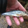 The gudgeon: gobio gobio Gudgeon: the king of fishes?