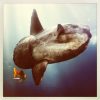 Sunbathing IMG_2121