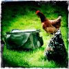 Spring Clean Chooks