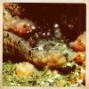 Butterfish IMG_2765
