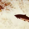 Mythical salmon LeapingSalmon