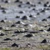Kerry’s estuary of Eden KerryMulletSlider