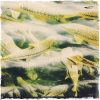 Golden mahseer FullSizeRender-8