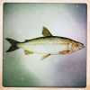 Vendace FullSizeRender-9