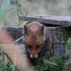 Outfoxed by the inbetweeners EastSussexSlider