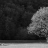 Wye oh Wye… Redmire to the rescue Tree_SLIDER