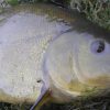 Parr’s Diary – Season’s Opening, June 2017 Diary_SLIDER