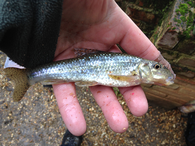 Gudgeon: the king of fishes?