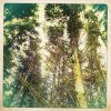 Pine Forests Pineforest