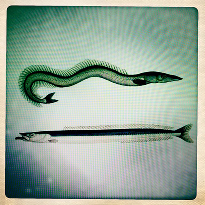 Sand eel – Fallons Angler