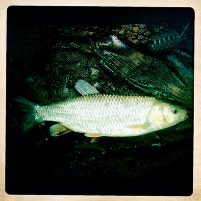 The Humble Flatfish  An Irish Angler's World