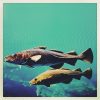 Atlantic cod FullSizeRender