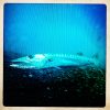 Great Barracuda FullSizeRender-7