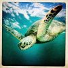 Turning Turtle FullSizeRender-4