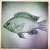 Nile Tilapia FullSizeRender-11