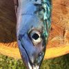 Parr’s Diary: July 2016 DiarySlider
