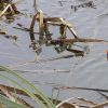 Parr’s Diary – March 2017 DiarySlider