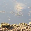 Podcast: Ramble on, episode 4: the lost River Peck of London, part 2 Peck2_SLIDER