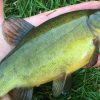 Podcast: Ramble on, episode 7: a Dorset Tench with Kevin Parr Dorset_SLIDER_1
